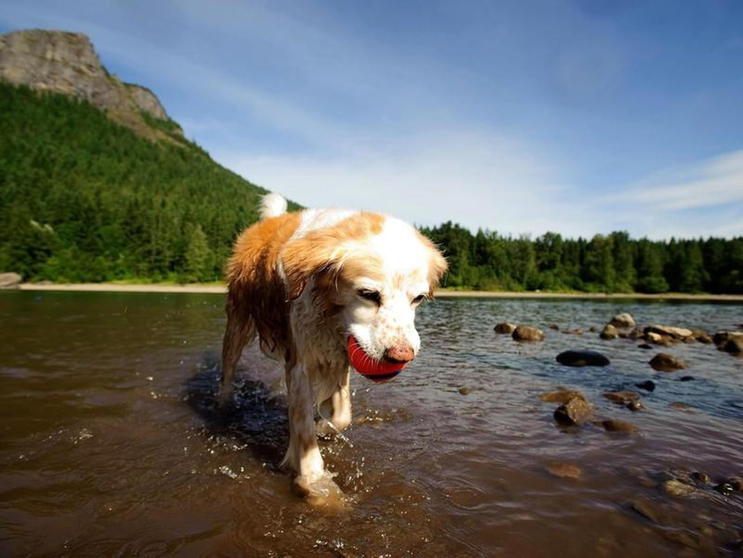 Chuckit Ultra Ball Dog Toy for pet